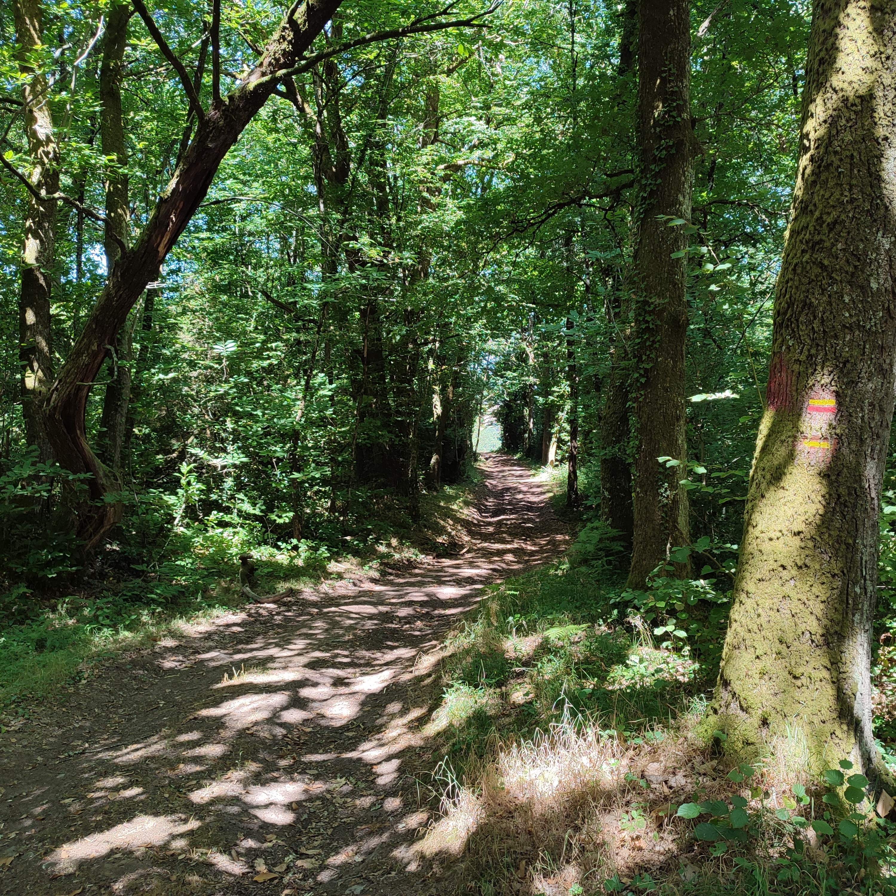 GR®de Pays Monts et Barrages en Limousin – Boucle Entre Combade et Briance – Variante d’Eymoutiers - Étape 3 - Saint-Méard à Châteauneuf-la-Forêt