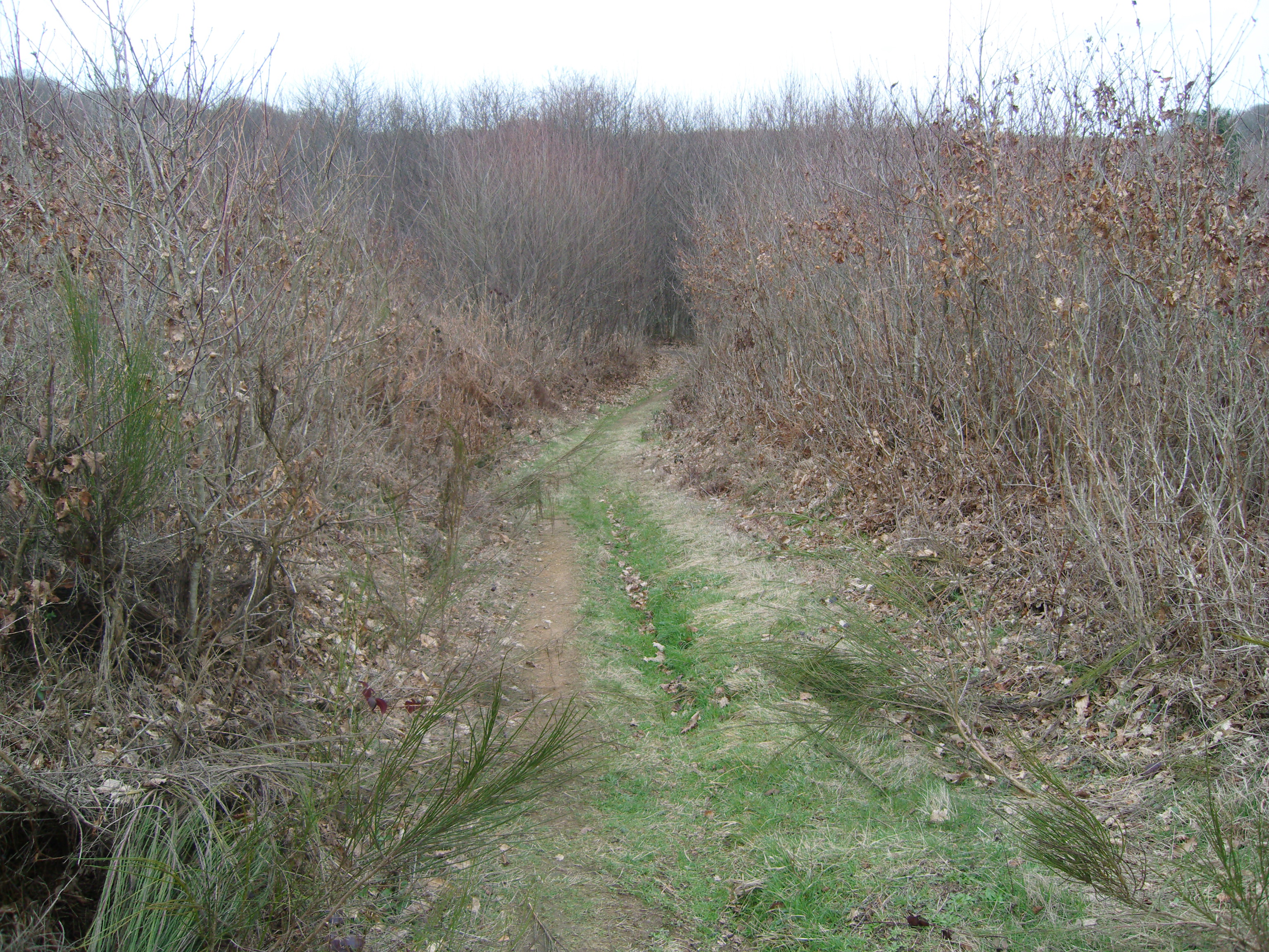 Escapade Forestière