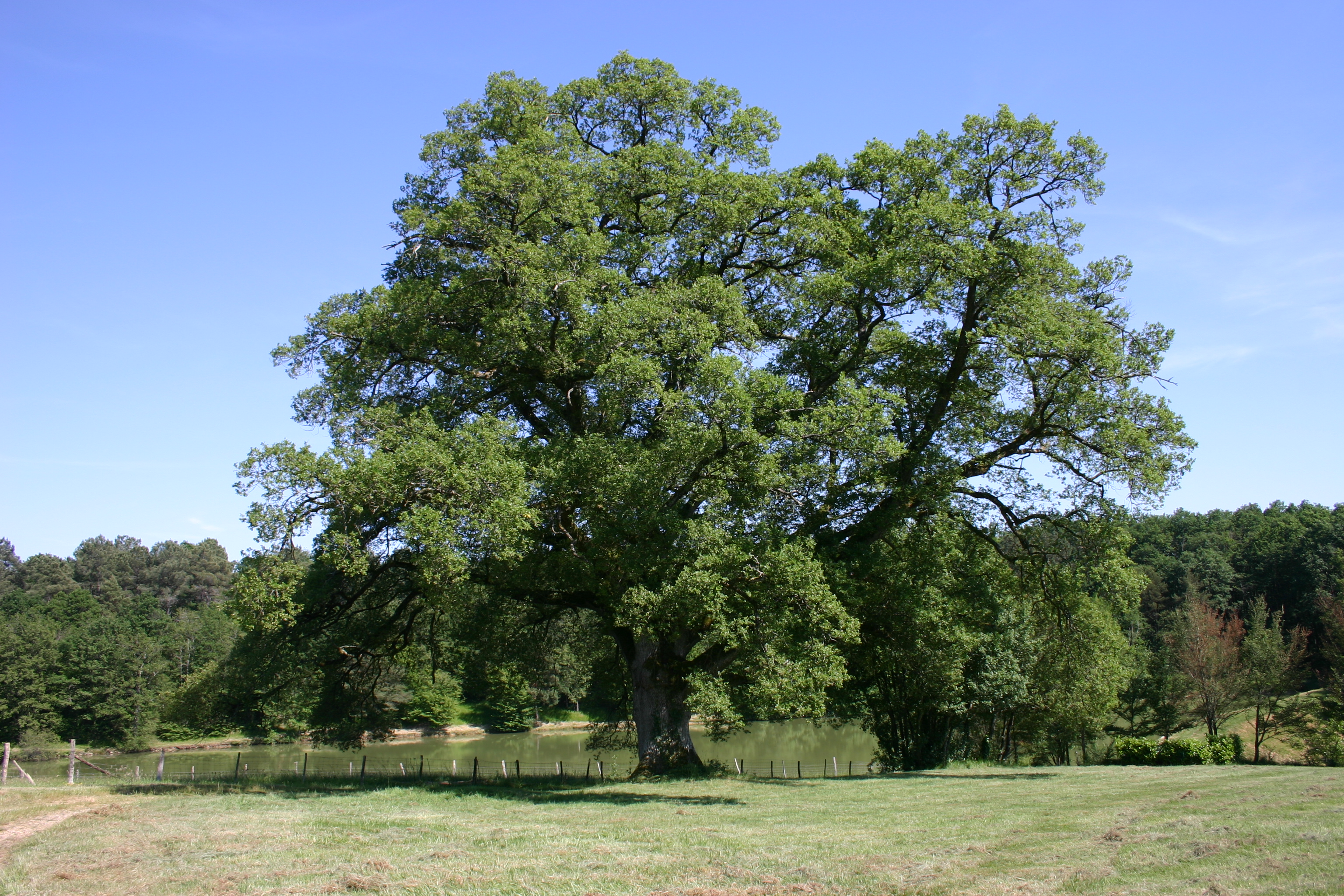 Domaine des Petites Minaudières, Senillé-Saint-Sauveur - photo 9