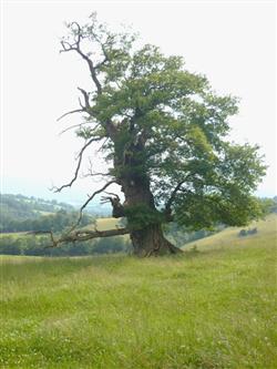 Chêne de Lys