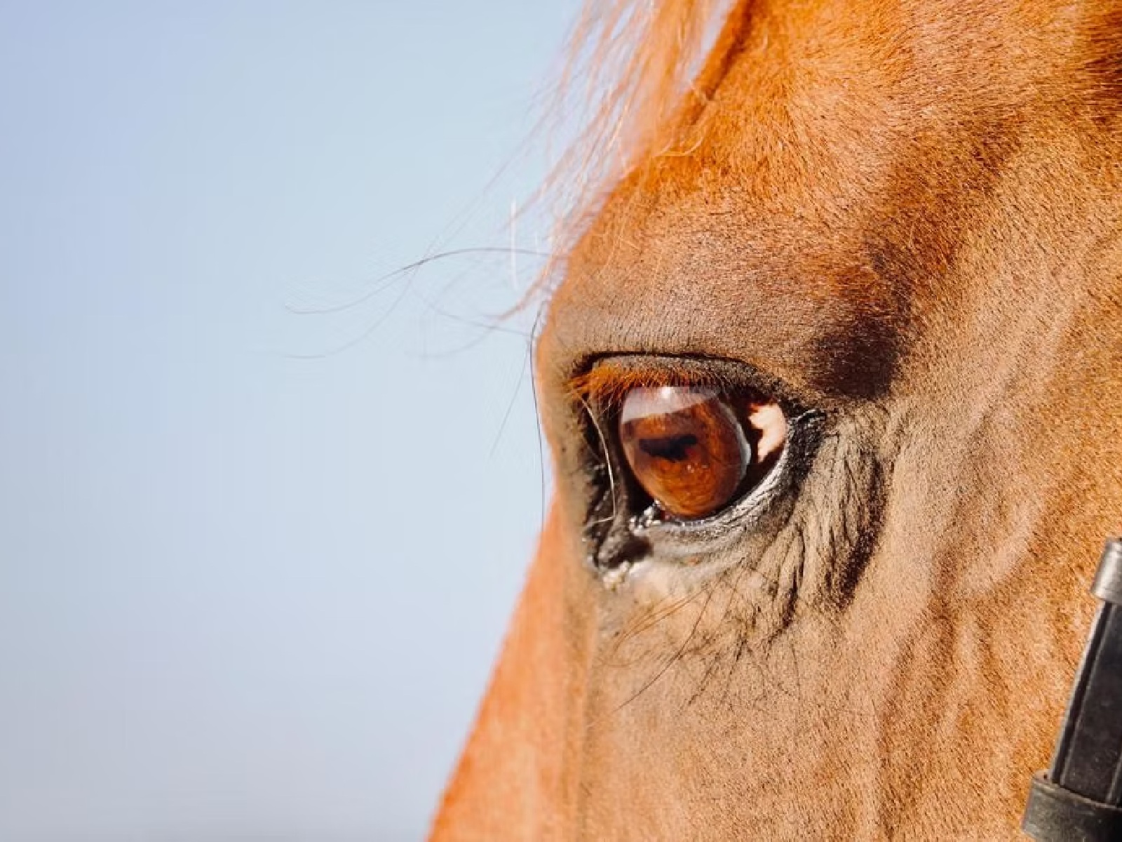 Domaine de Mongeret, Pondaurat - photo 4