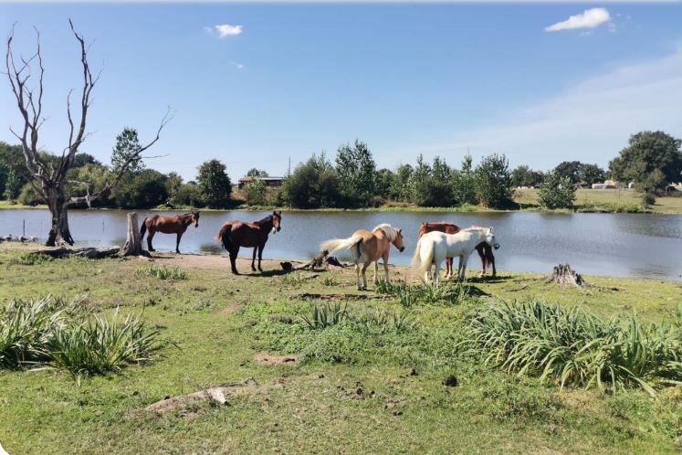 Centre équestre Cheval Rêvé