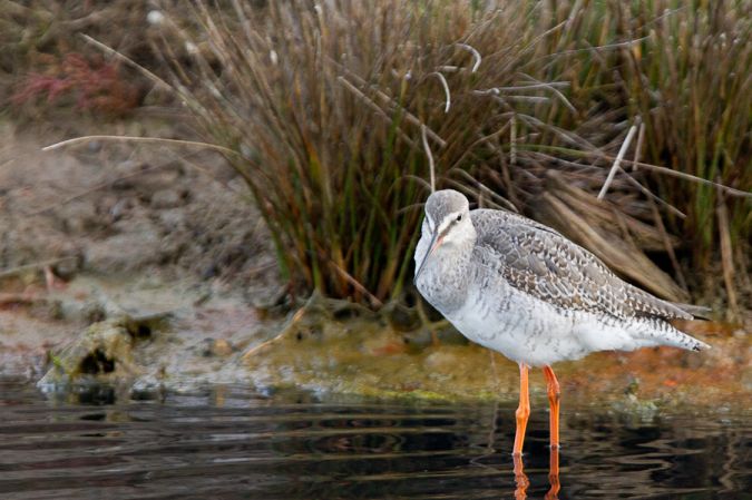 Lac du Brayssou - Pêche et randonnée pédestre., Tourliac - photo 10