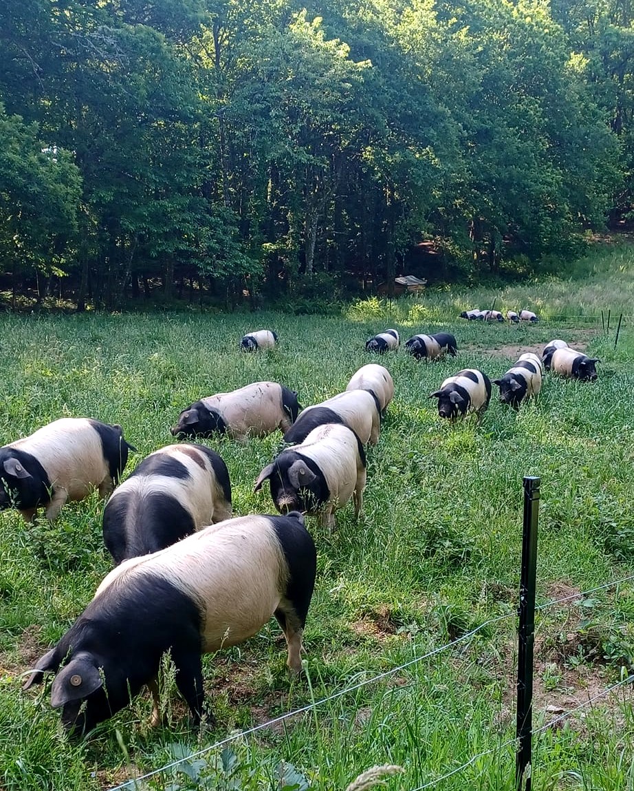 La ferme des chevaliers noirs, porcs Cul noir — photo 3