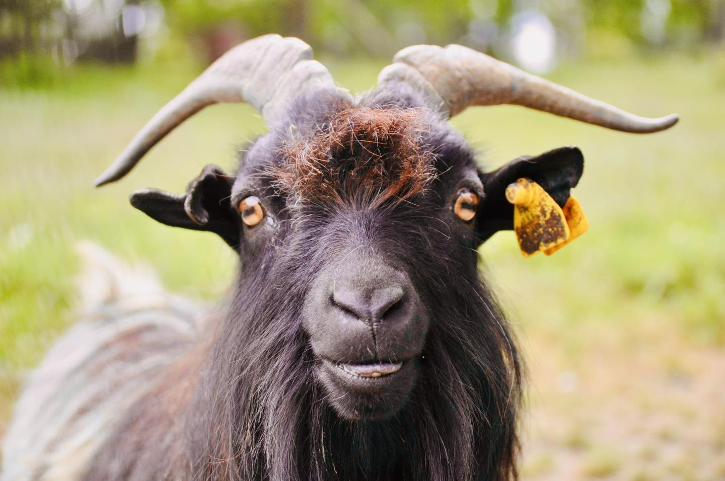 Parc du Touron, Campsegret - photo 5