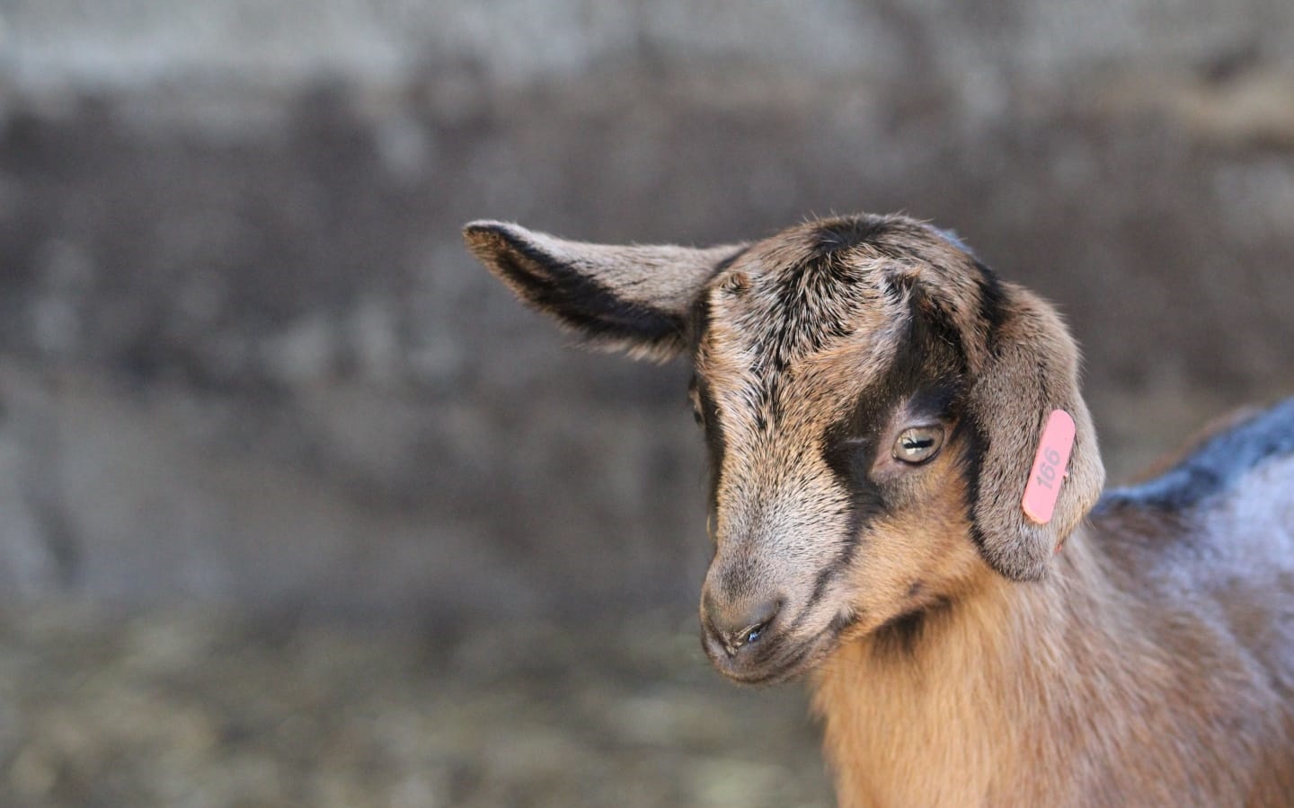 Ferme Salaberry