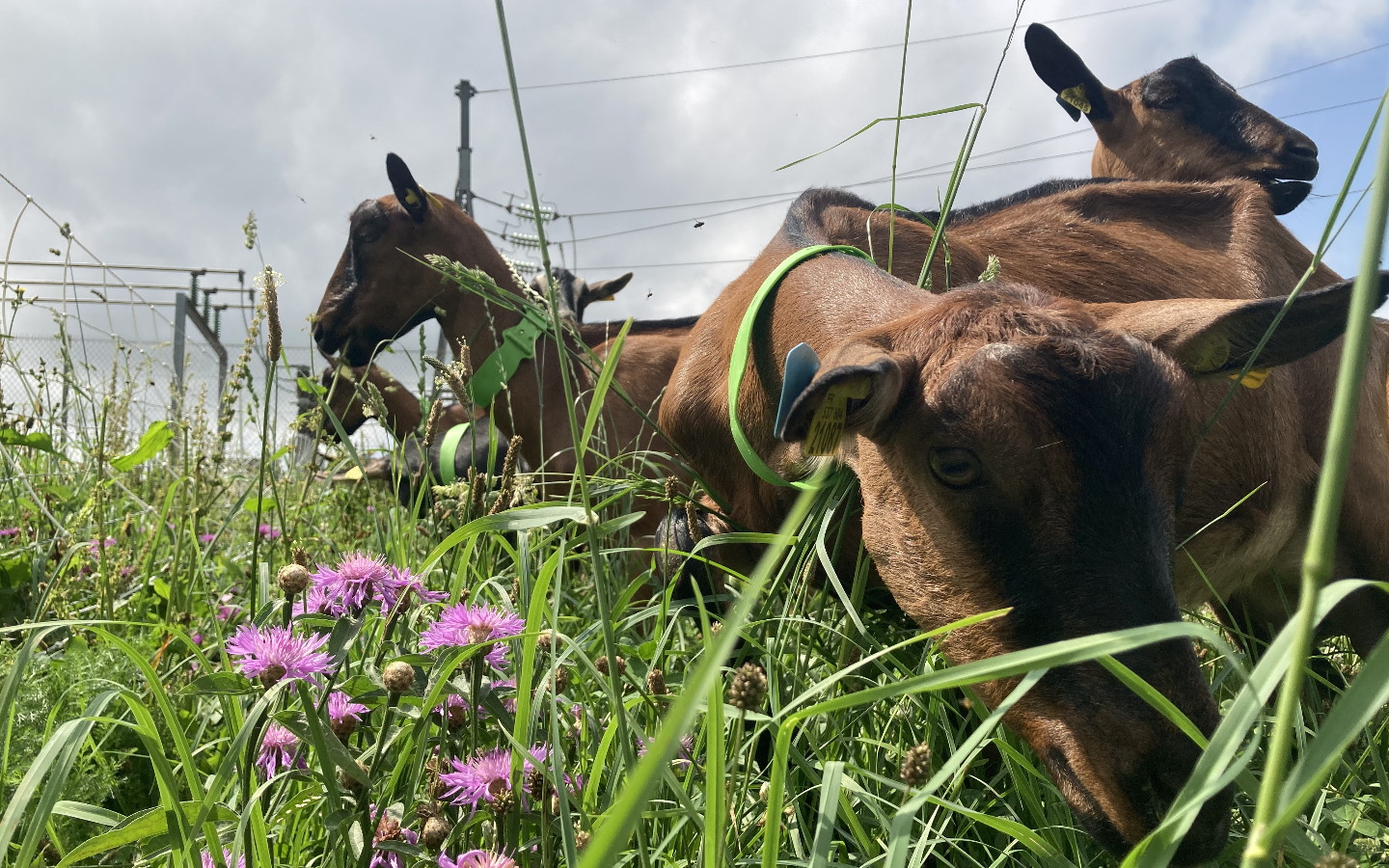 Chèvrerie Mattinka - photo 5