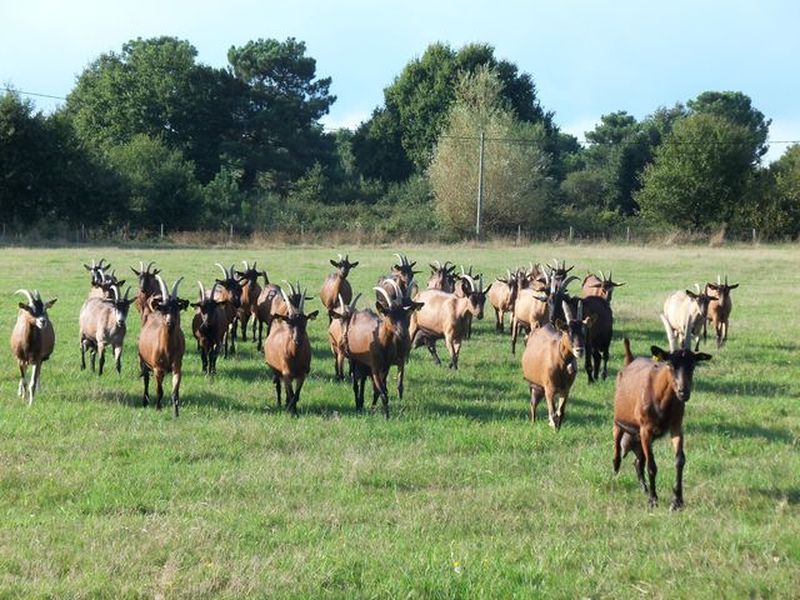 Chèvrerie d'Antryca — photo 3