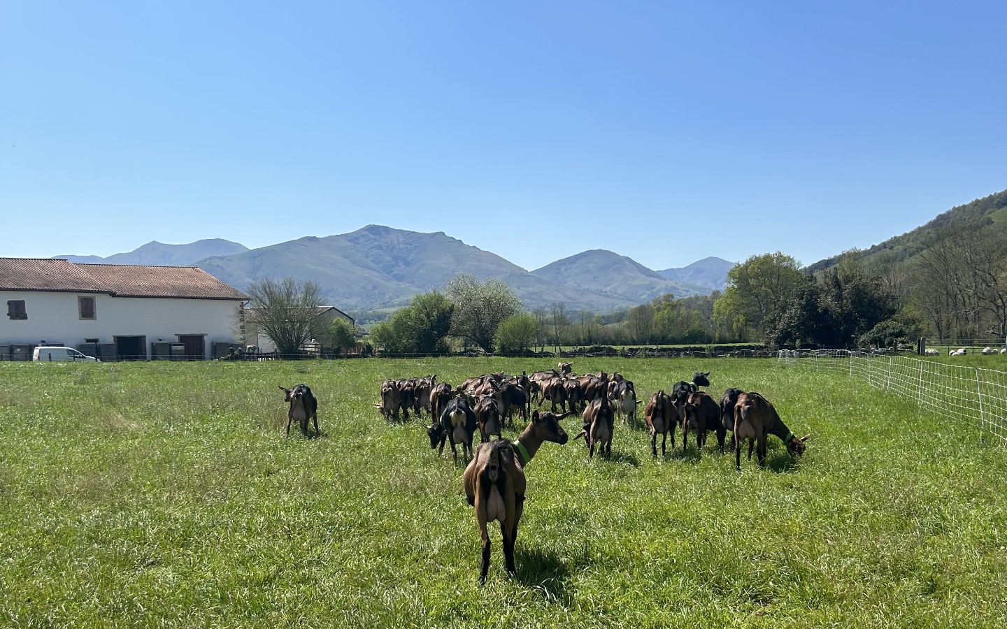Chèvrerie Mattinka - photo 3