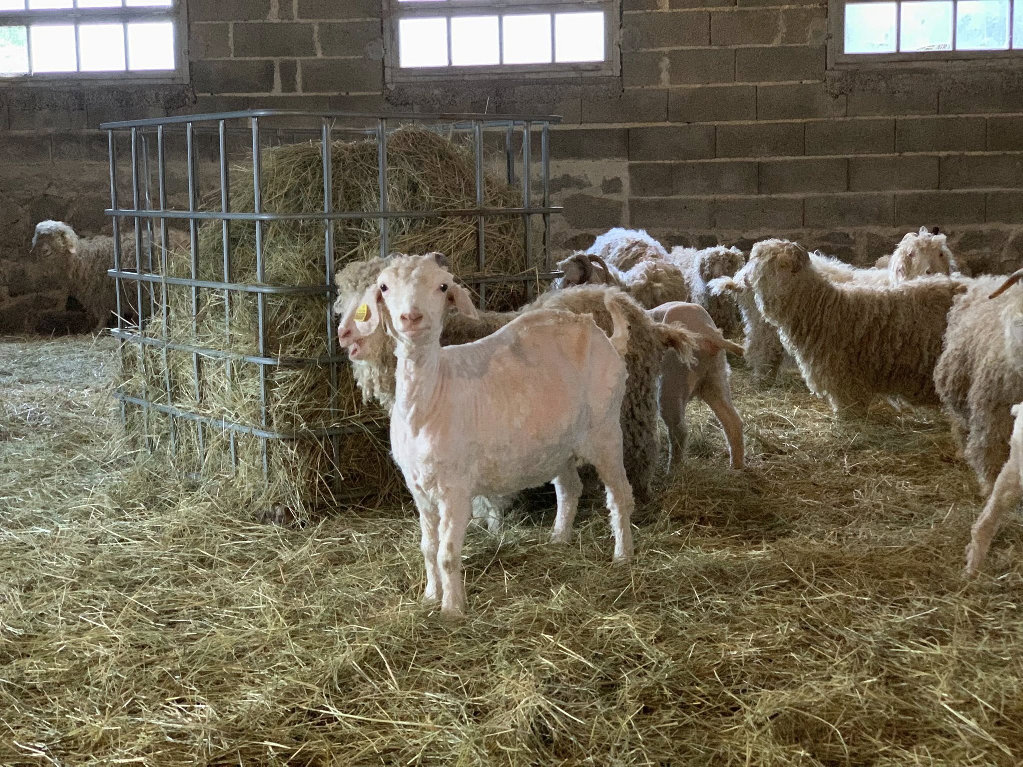 Tonte à la ferme pédagogique du domaine D'Hestia