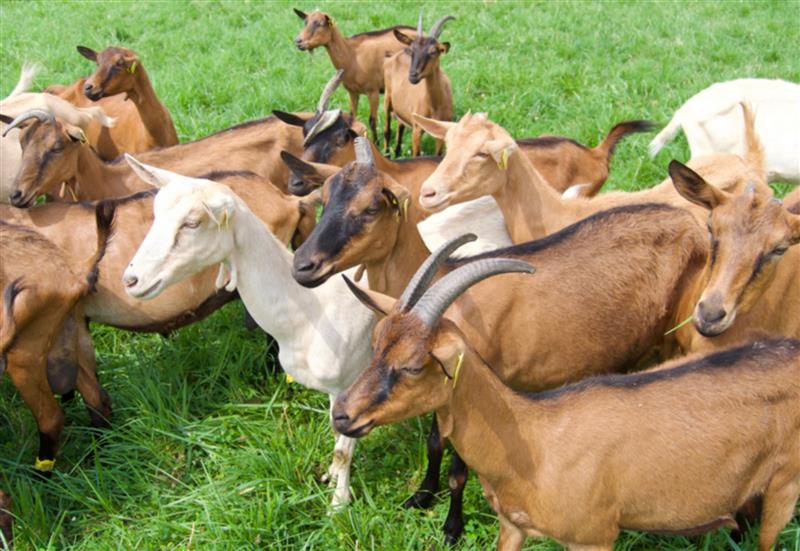 Rendez-vous à la ferme