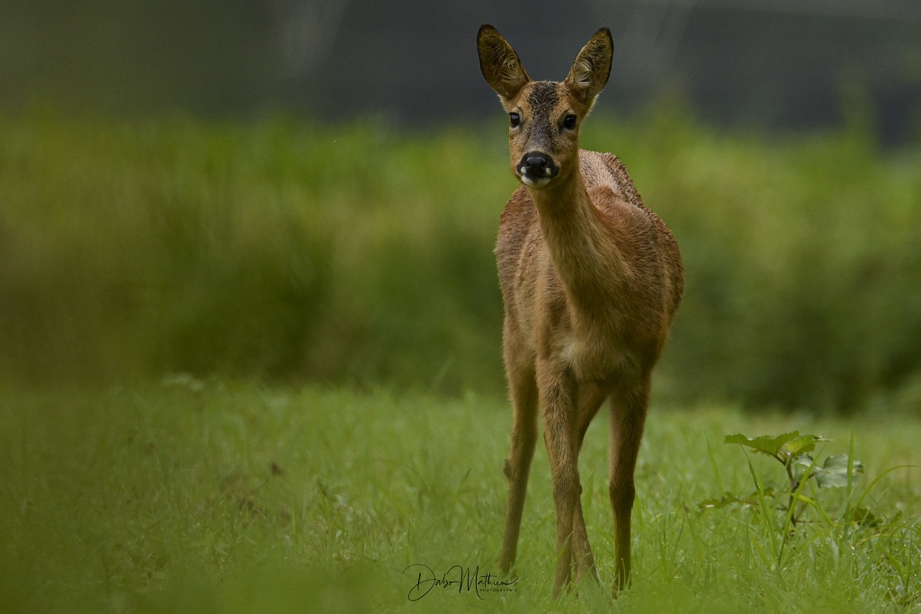 Les barthes de l'Adour