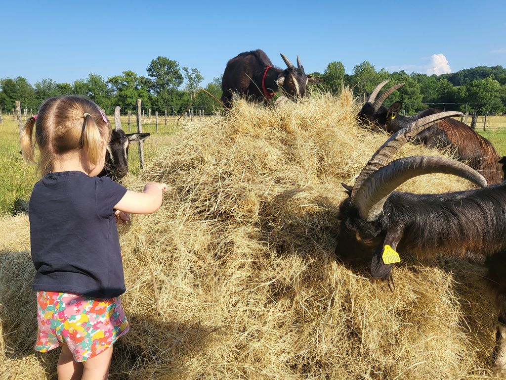 La Ferme à Roulettes, Saint-Vivien - photo 6