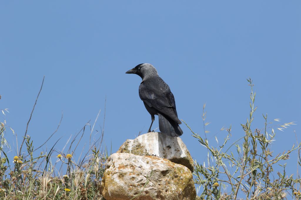 Art et Nature - Vannerie