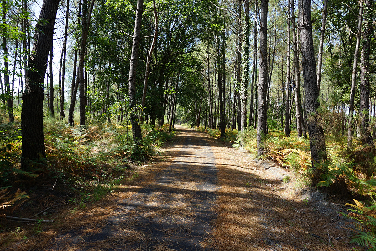 De Pontenx-Les-Forges à Sabres, Pontenx-les-Forges - photo 2