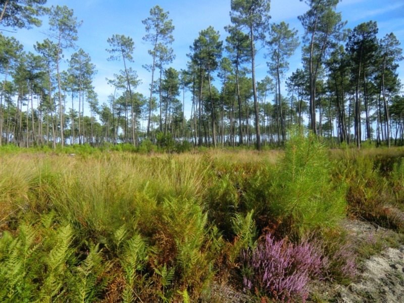 A Garein, la forêt inspiratrice, Garein - photo 3