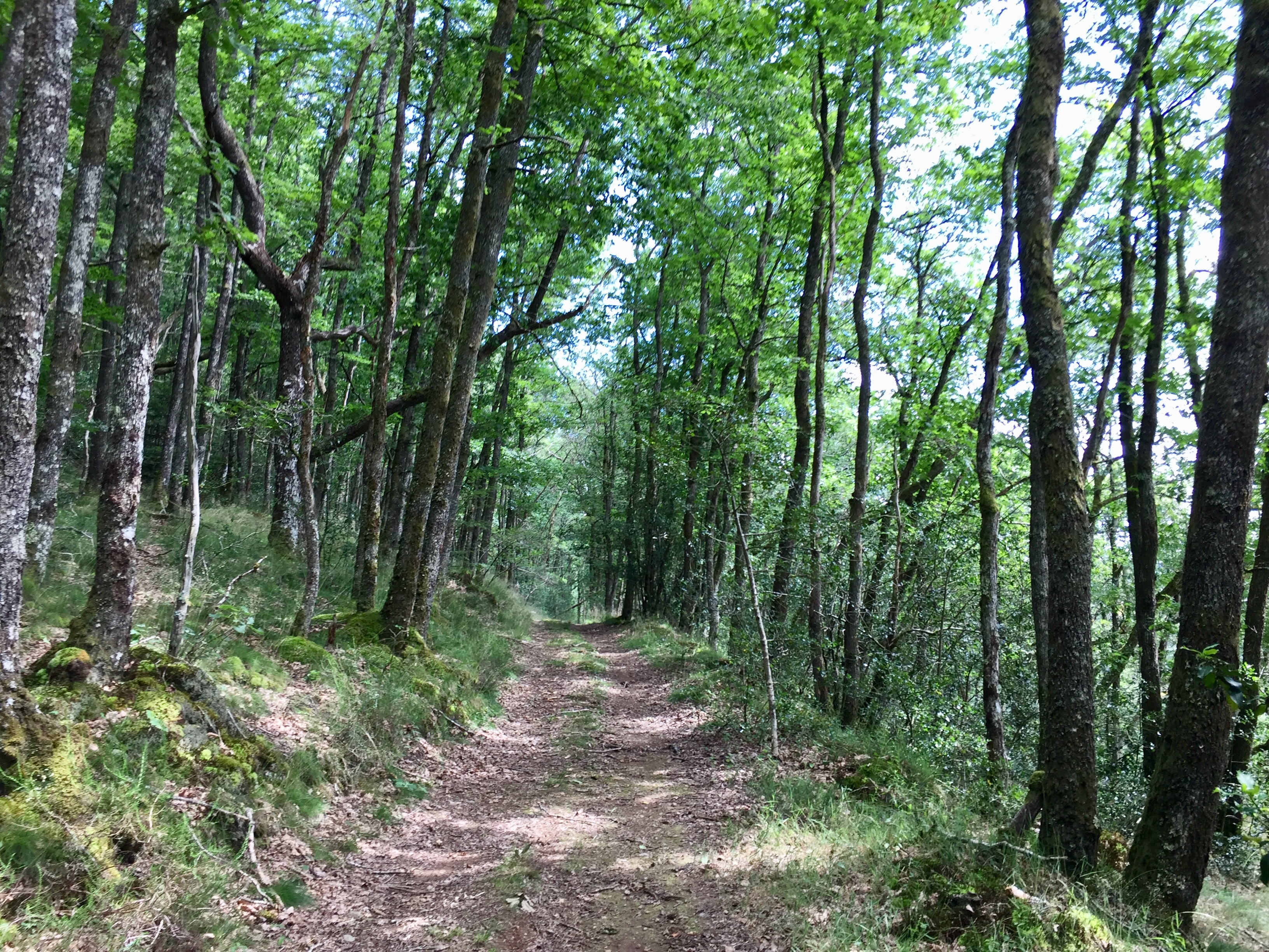 Chemin de la Chapelle de Grigeas, Domps - photo 2