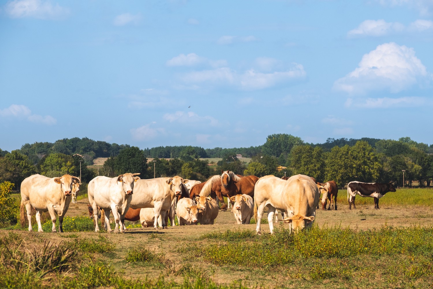Barthes de l'Adour, Saubusse - photo 3