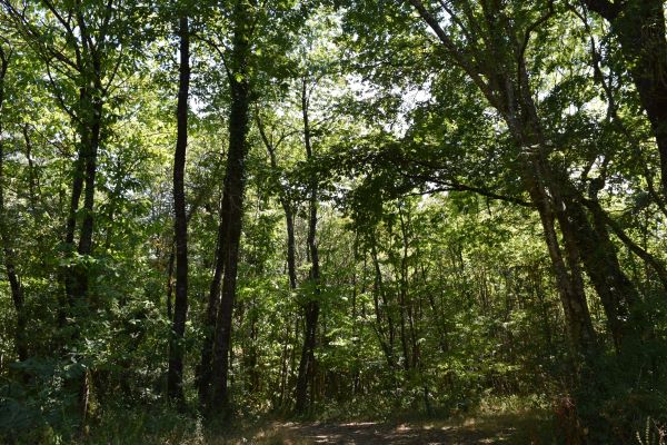 Le circuit des bois, Soudan - photo 3