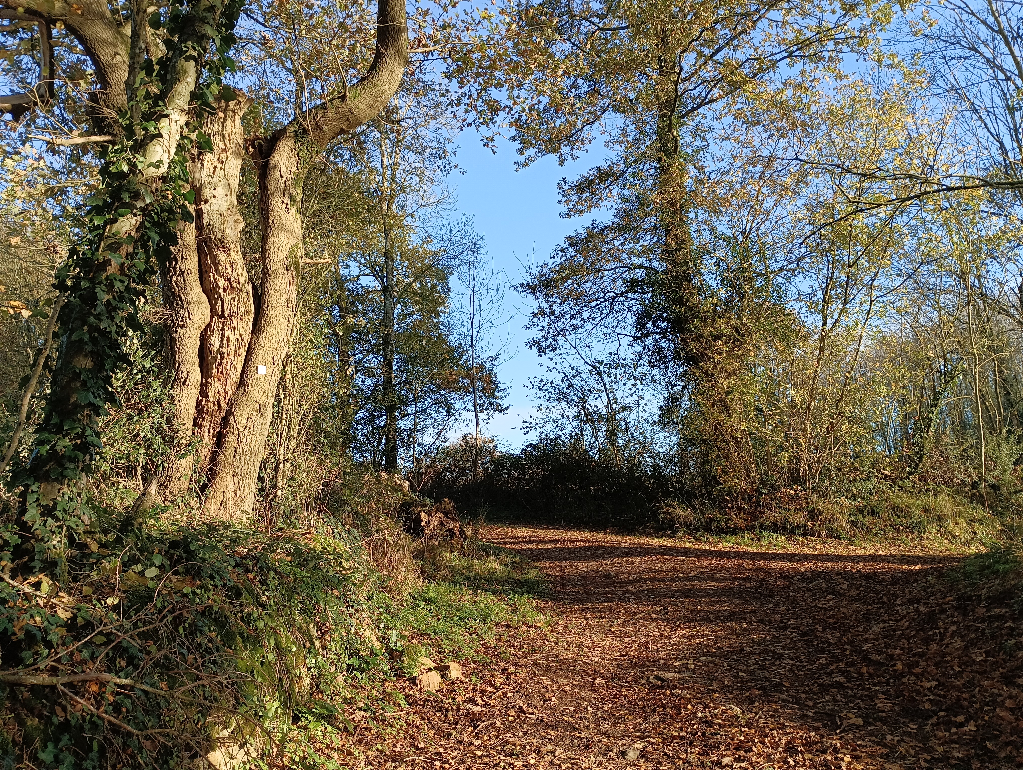 Circuit des Epinettes à Ecrebis - Aigonnay, Aigondigné - photo 4