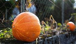 Citrouilles Athas Tourinsoft