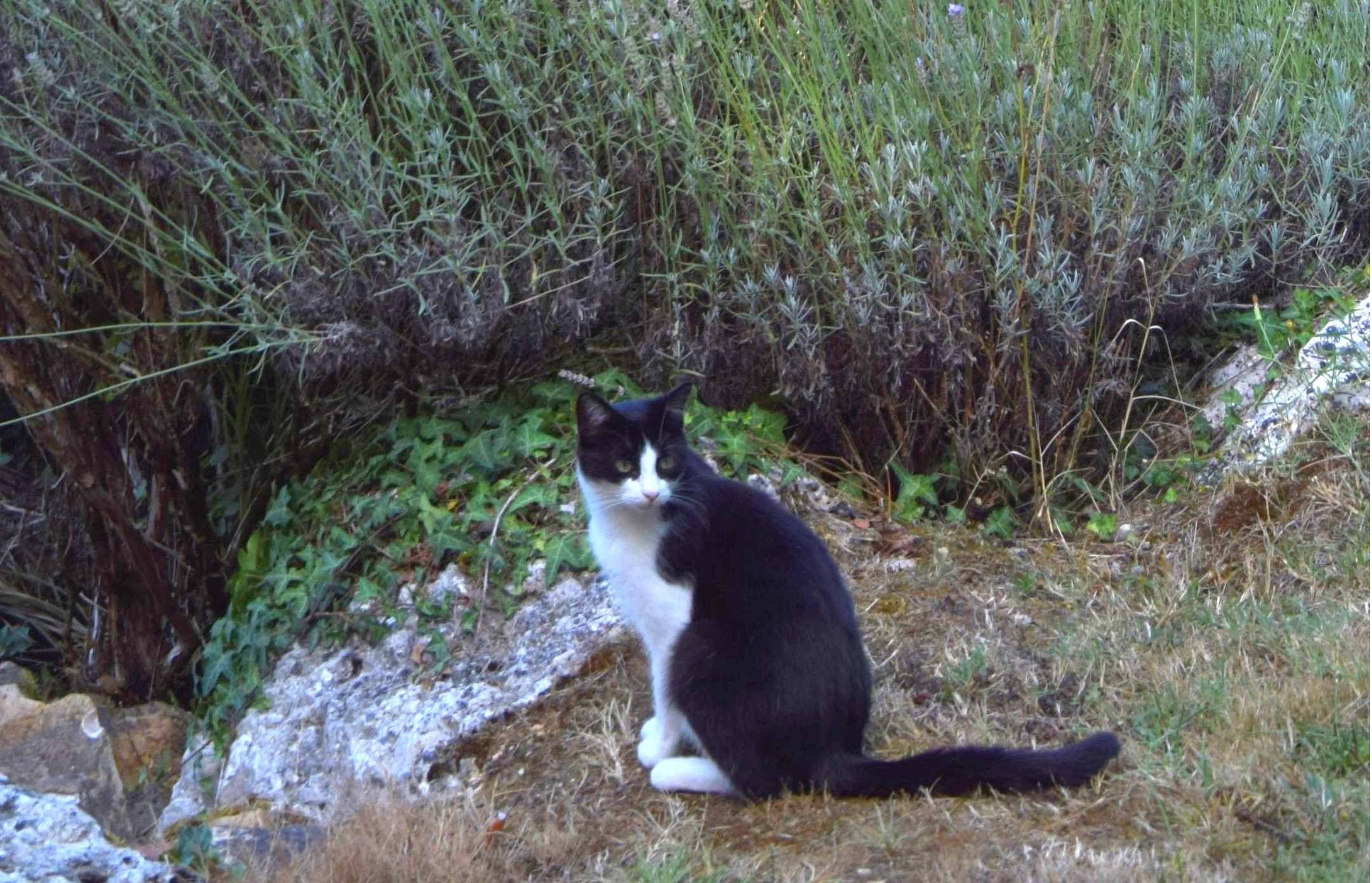 Le Chalet du Clos St Germain, Saint-Germain-du-Salembre - photo 27