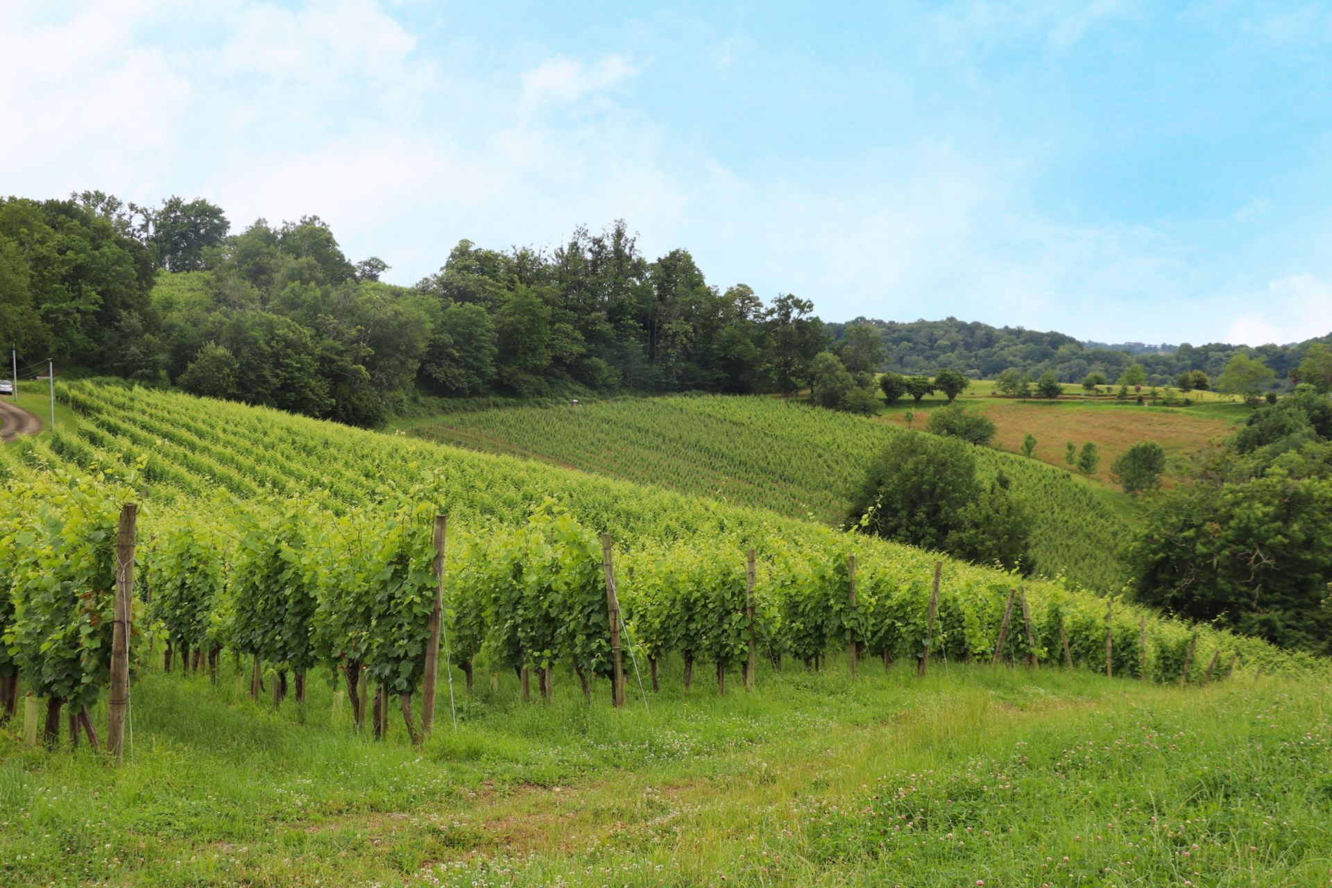 Clos Uroulat - photo 3