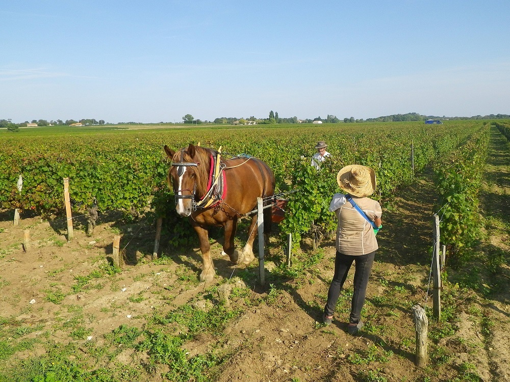 Clos Grange-Vieille