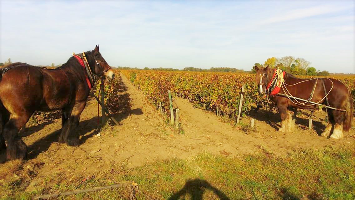 Clos Grange-Vieille - photo 2