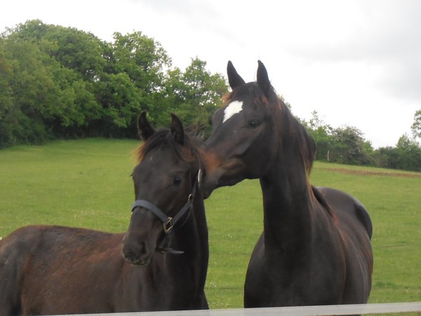 Haras de Soulignac, Pailloles - photo 2