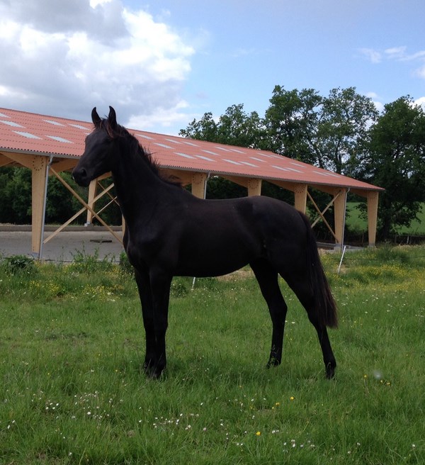 Haras de Soulignac, Pailloles - photo 3