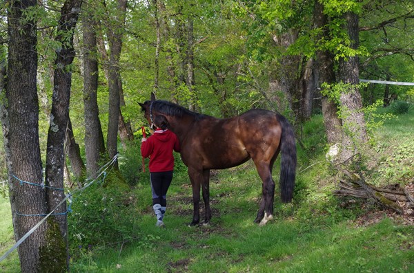 Haras de Soulignac