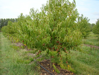 Domaine Agroécologique de Barolle