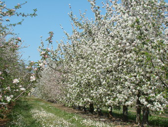 Domaine Agroécologique de Barolle, Montesquieu - photo 3