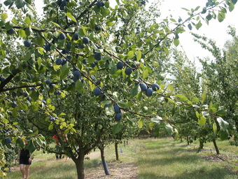 Domaine Agroécologique de Barolle, Montesquieu - photo 4