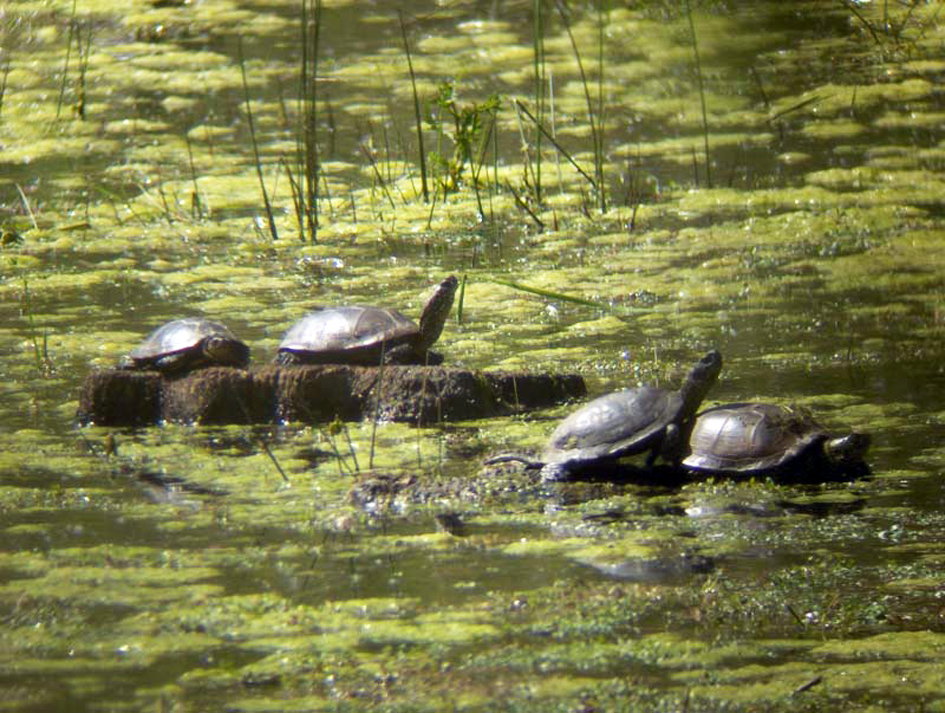 Les Saligues de l'Adour