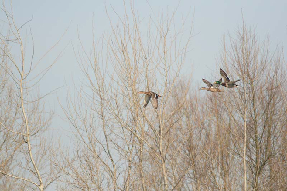 Les Saligues de l'Adour - photo 2