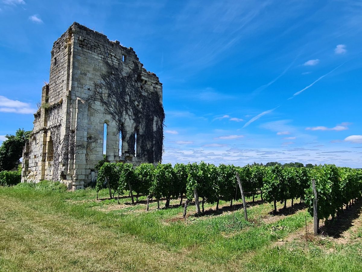 Boucle Nature et Vignes, Saillans - photo 3