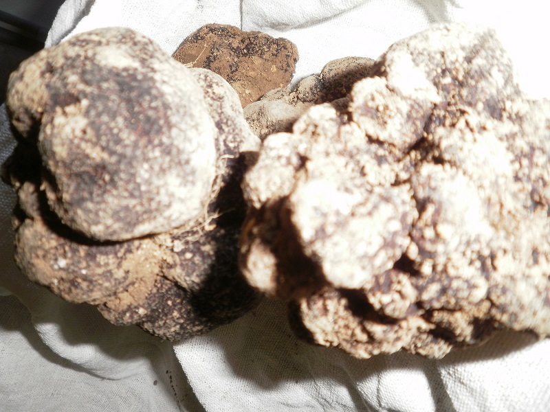 La Ferme aux truffes