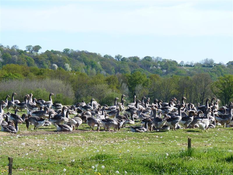 La Ferme des oies 