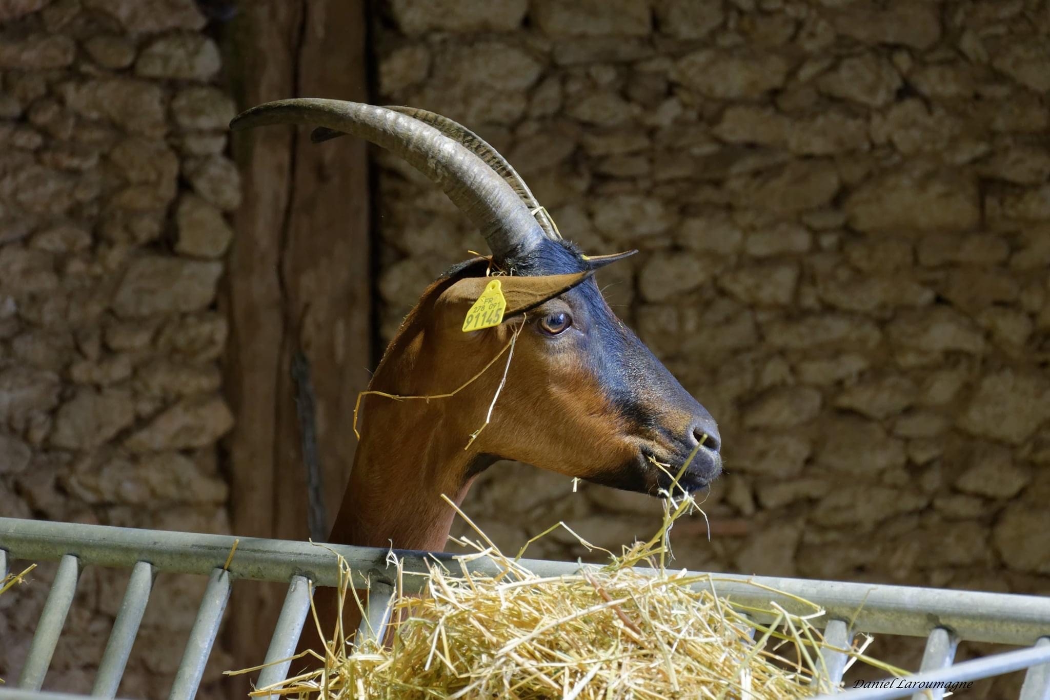 Les Cornes de Capella