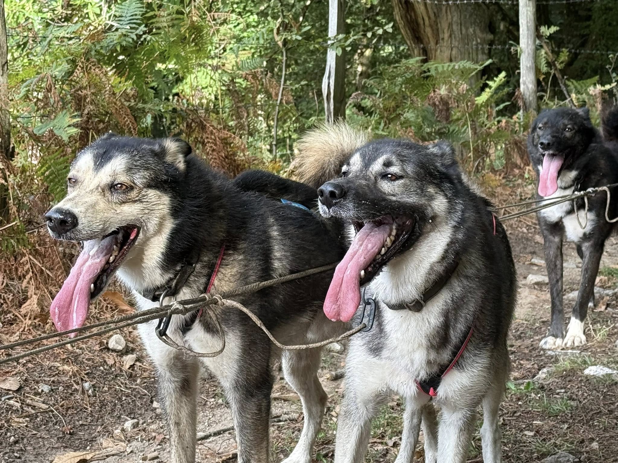 Cyno Harmony, Cornil