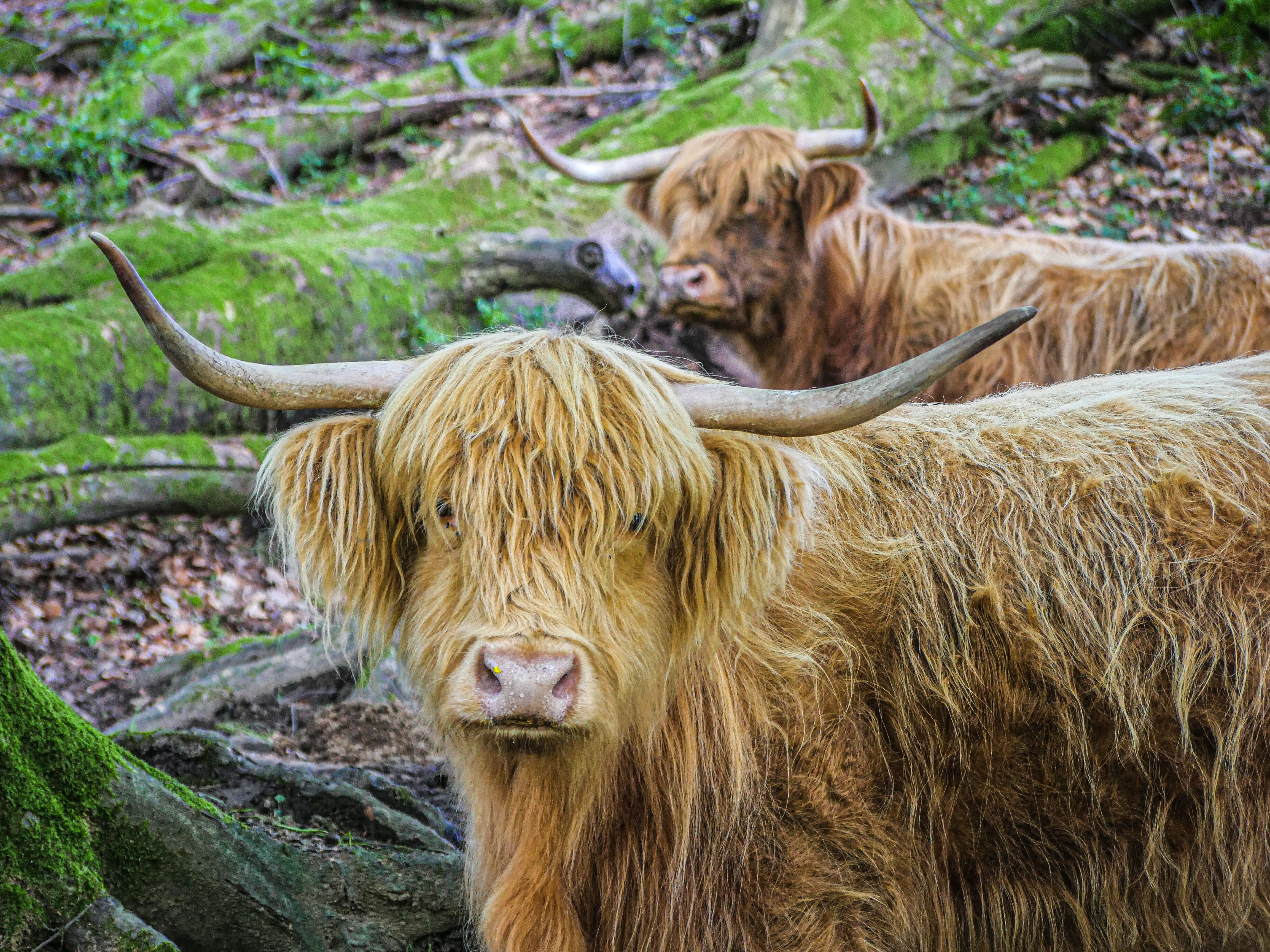 GR®46 - Etape 6 : de Vigeois à Estivaux, Vigeois - photo 10