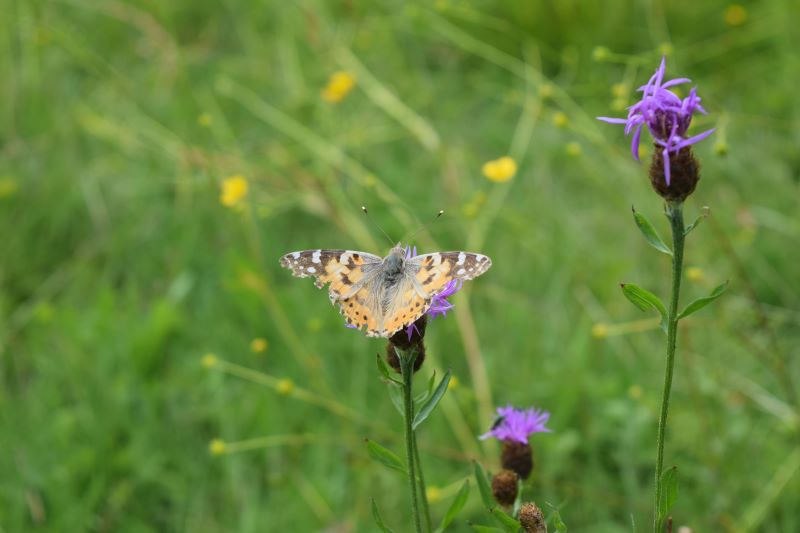 Espace naturel sensible de la Côte-Belet, Pamproux - photo 2