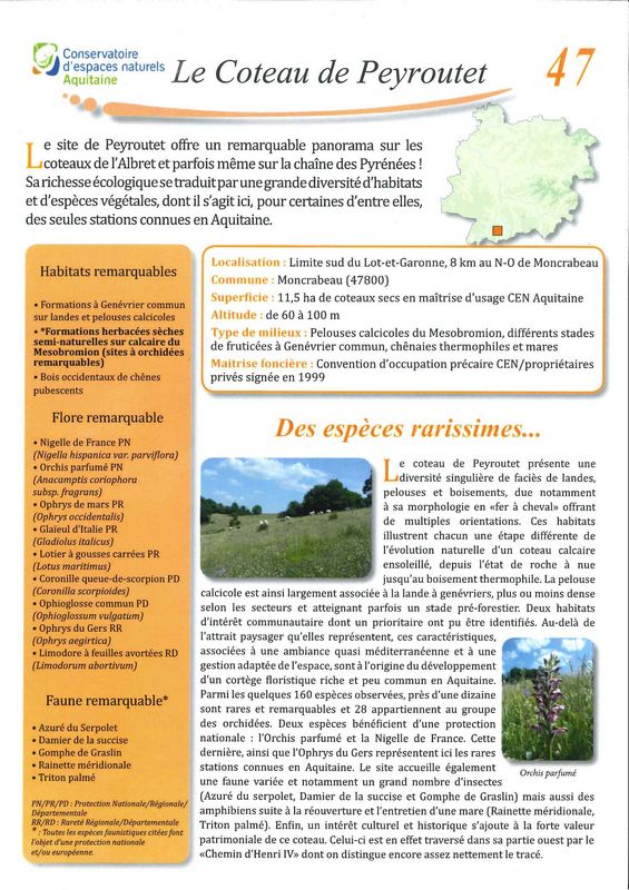 Orchidées des coteaux de l'Albret, Moncrabeau - photo 2