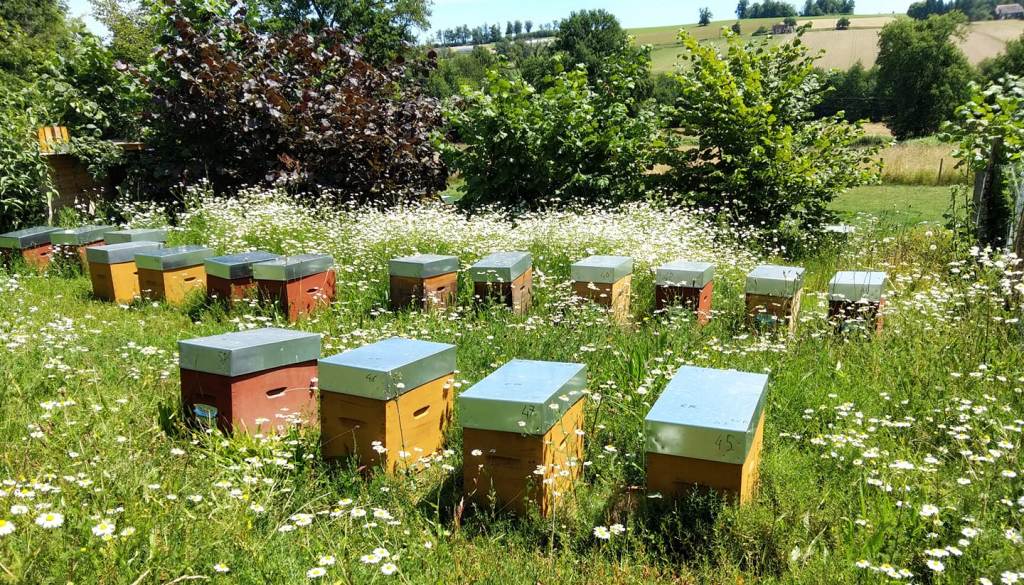 Couleurs Miel- Christophe Lorain Apiculture