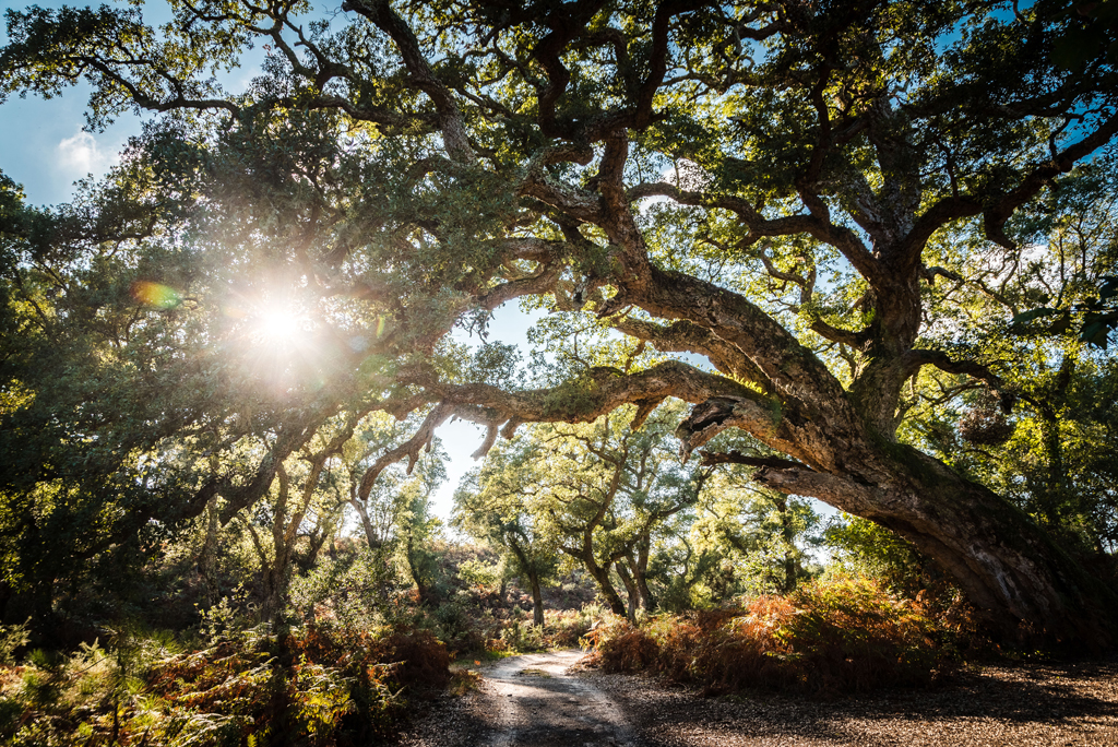 Arbre Remarquable - Le chêne liège
