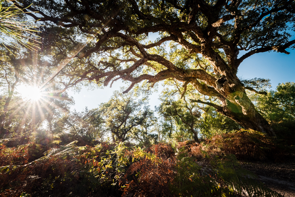 Arbre Remarquable - Le chêne liège, Léon - photo 2