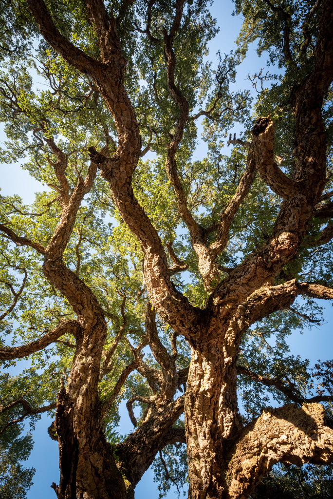 Arbre Remarquable - Le chêne liège, Léon - photo 3