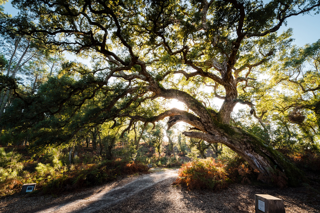 Arbre Remarquable - Le chêne liège, Léon - photo 4